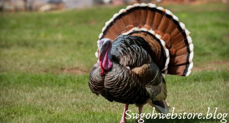 clipart:t4h-x66pih4= turkey